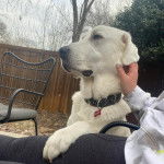 Un Akbash portant un collier autour du cou et se faisant caresser 