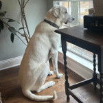 Un Akbash assis sur un plancher et portant un collier autour du cou