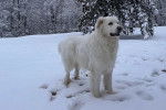Un Akbash sur une surface enneigée