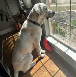 Un Akbashnsur un plancher et portant un collier autour du cou