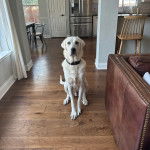 Un Akbash assis sur un plancher et portant un collier autour du cou