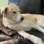 Un Akbash allong&eacute; sur un canap&eacute; et portant un collier autour du cou