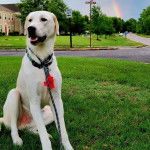 Un Akbash assis sur une surface gazonn&eacute;e et qui est tenu en laisse