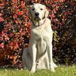 Un Akbash assis sur une surface gazonn&eacute;e et portant un collier autour du cou