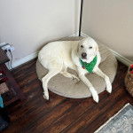 Un Akbash allong&eacute; sur un lit pour chien et portant un foulard 