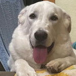 Un Akbash allong&eacute; et ayant la langue pendante 