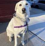 Un Akbash assis sur une surface b&eacute;tonn&eacute;e et qui est tenu en laisse 