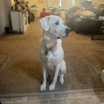 Un Akbash assis sur une moquette et portant un collier autour du cou