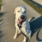 Un Akbash sur un trottoir et aui est tenu en laisse 