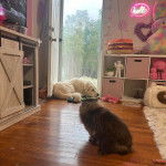 Un Akbash allong&eacute; et semblant d&eacute;tendu 