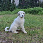 Un Akbash assis sur une surface herbac&eacute;e 