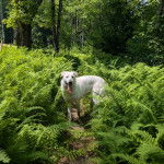 Un Akbash sur un terrain herbeux et ayant la langue pendante 