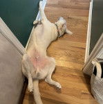 Un Akbash allong&eacute; sur un plancher et portant un collier autour du cou