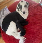 Un Akbash allong&eacute; sur un lit pour chien et regardant vers la cam&eacute;ra 