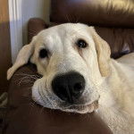 Un Akbash allong&eacute; sur un canap&eacute; et semblant d&eacute;tendu 