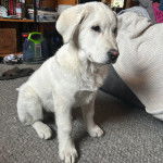 Un Akbash assis sur une moquette et semblant d&eacute;tendu 