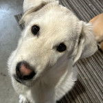 Un Akbash assis et regardant vers la cam&eacute;ra 