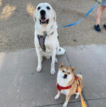 Un Akbash assis sur une surface b&eacute;tonn&eacute;e et qui est tenu en laisse 