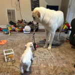 Deux Akbash sur un tapis et tirant tous deux une corde 