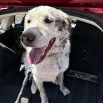 Un Akbash tirant la langue et qui est tenu en laisse 