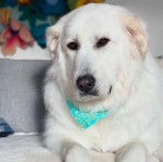 Un Akbash portant un foulard autour du cou et regardant vers la cam&eacute;ra 