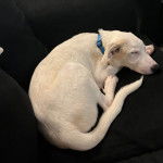 Un Akbash allong&eacute; sur un canap&eacute; et portant un collier autour du cou