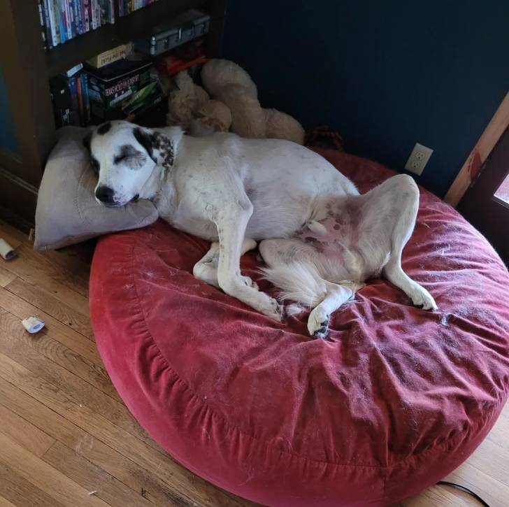 Un Akbash allongé sur un lit pour chien 