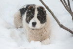 Un chiot Akbash allongé dans la neige 