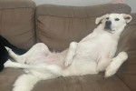 Un Akbash allongé sur un canapé et regardant vers la caméra 