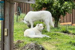 Deux Akbash sur un terrain herbeux