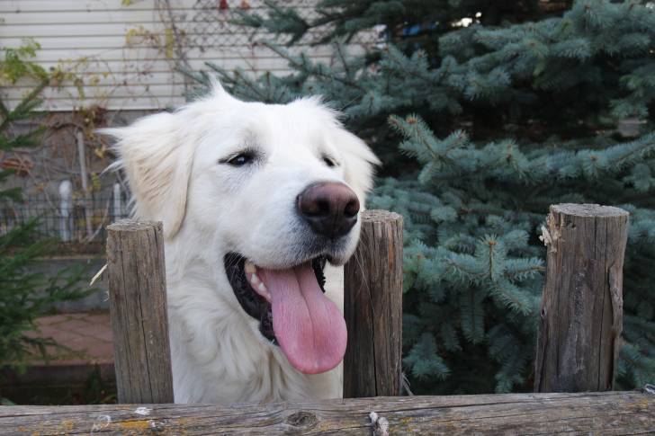 Un Akbash avec la langue pendue en train de regarder par dessus une barrière en bois