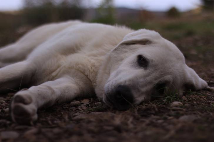 Un Akbash allongé sur de la terre