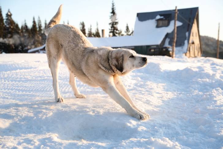 Un Akbash en train de s'étirer dans la neige 