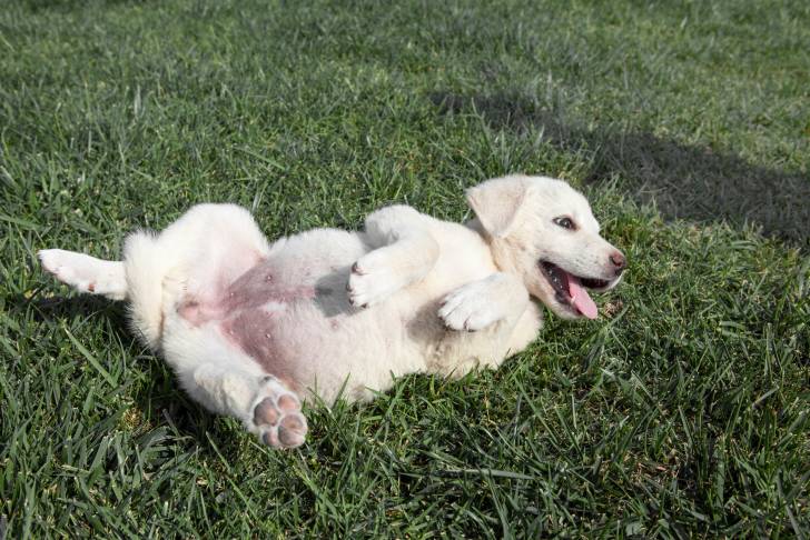 Un chiot Akbash en train de se rouler dans l'herbe