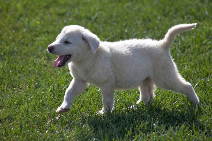 Un chiot Akbash se promène sur la pelouse