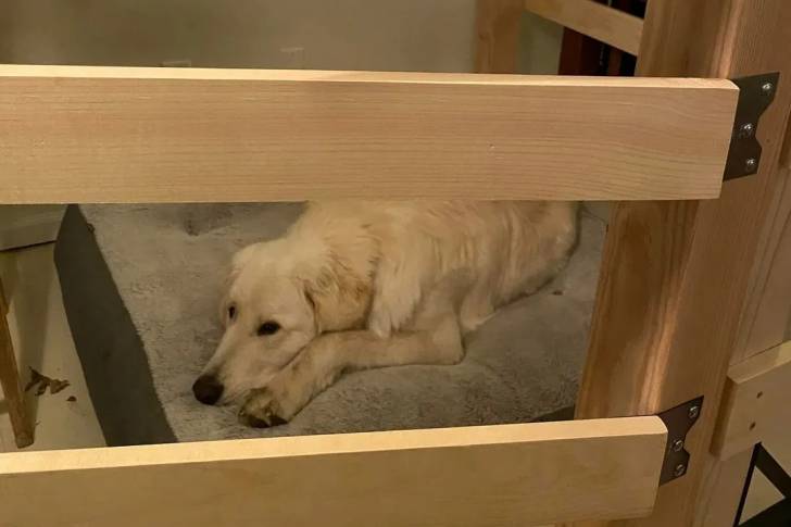 Un Akbash allongé et semblant détendu