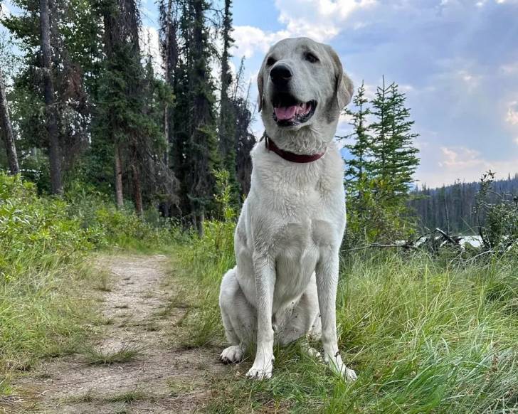 Un Akbash assis sur un surface herbacée et portant un collier autour du cou
