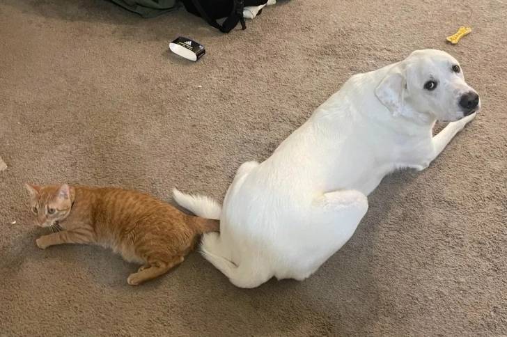 Un Akbash allongé sur une moquette et regardant vers la caméra 