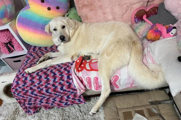 Un Akbash allongé sur un canapé et regardant vers la caméra 