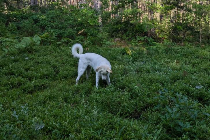 Un Akbash sur une surface herbacée 