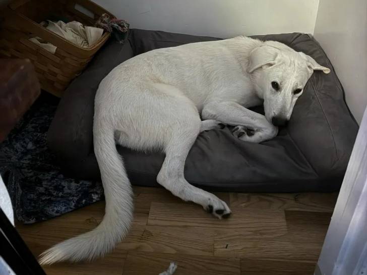 Un Akbash allongé sur un lit pour chien et regardant vers la caméra 