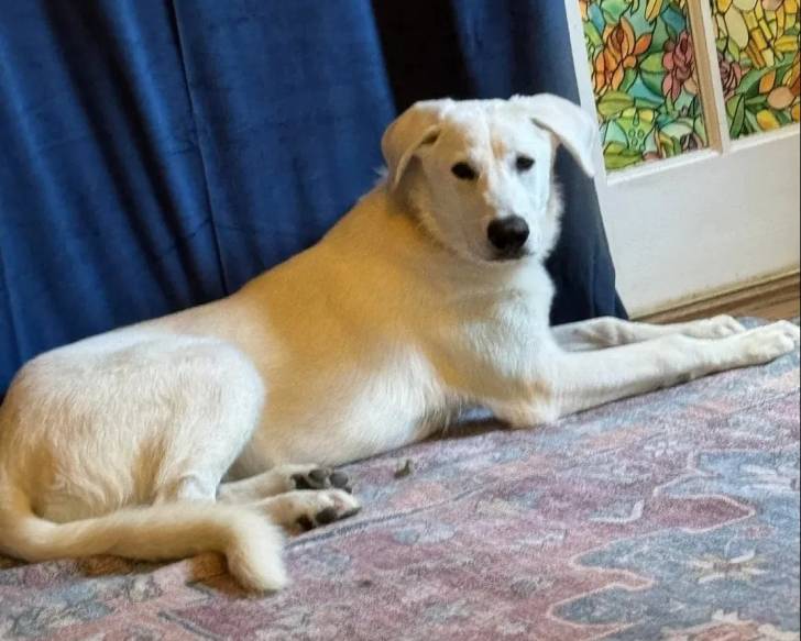 Un Akbash allongé sur un tapis et regardant vers la caméra 