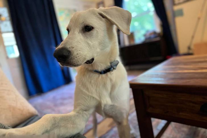 Un Akbash tendant sa patte et portant un collier autour du cou