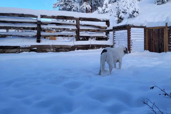 Un Akbash sur une surface enneigée 