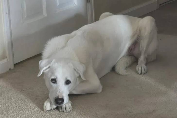 Un Akbash allongé sur une moquette et regardant vers la caméra  