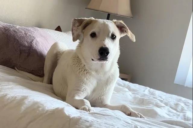 Un Akbash allongé sur un lit 