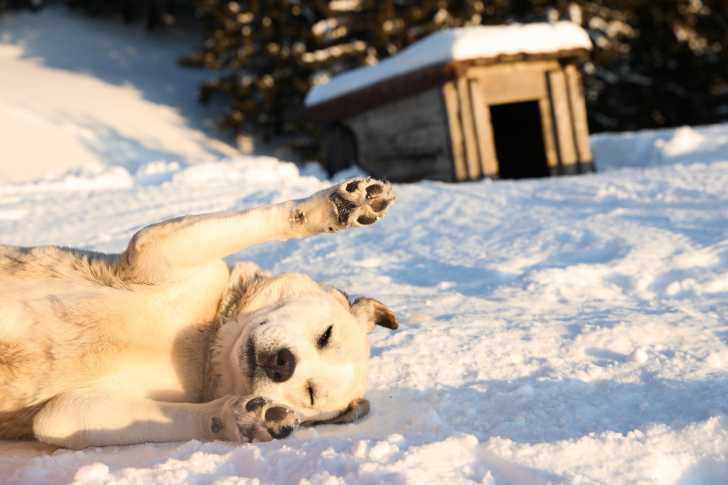 Un Akbash en train de se rouler dans la neige 