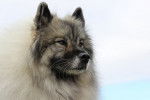Mizi - Keeshond (10 ans)