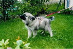 Shiro (bébé) - Keeshond Mâle (10 mois)