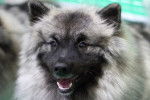 Photo Keeshond